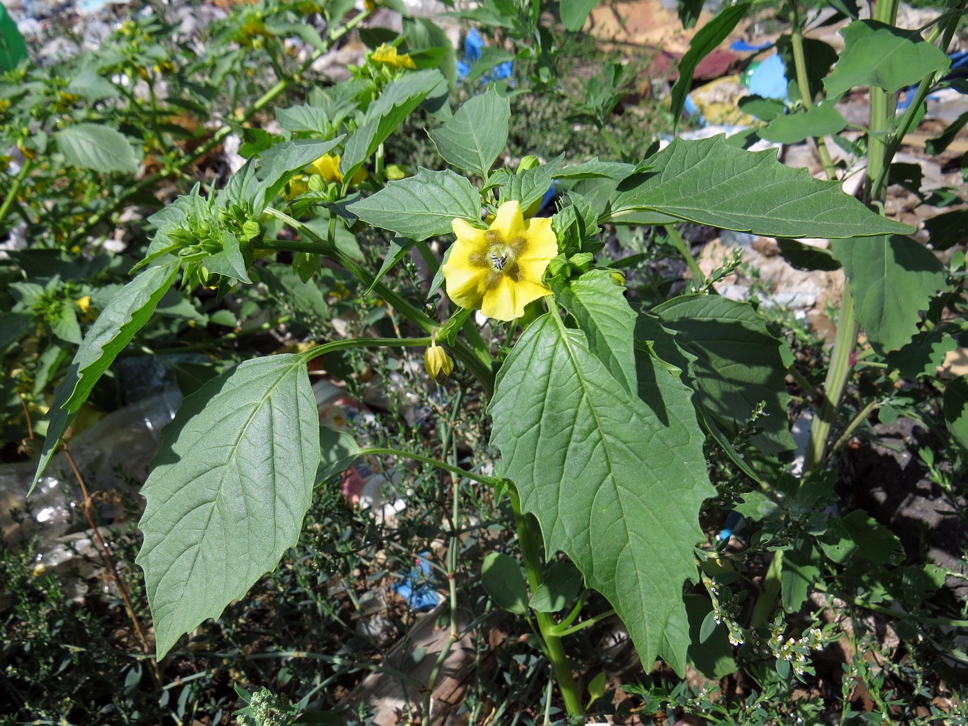 Изображение особи Physalis ixocarpa.