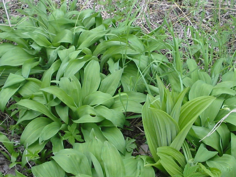 Image of Allium ochotense specimen.