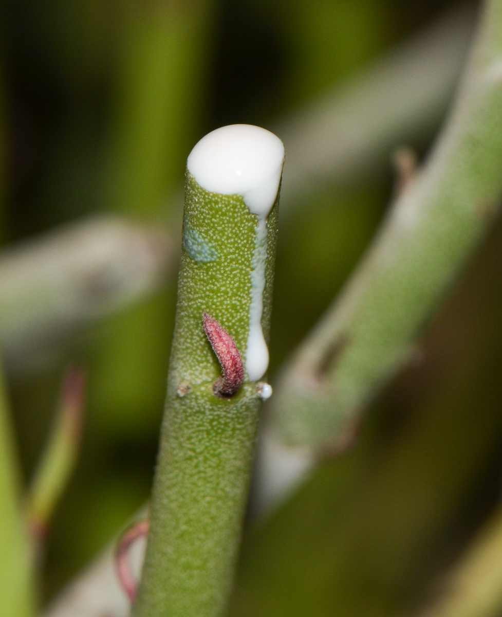 Изображение особи Euphorbia antisyphilitica.