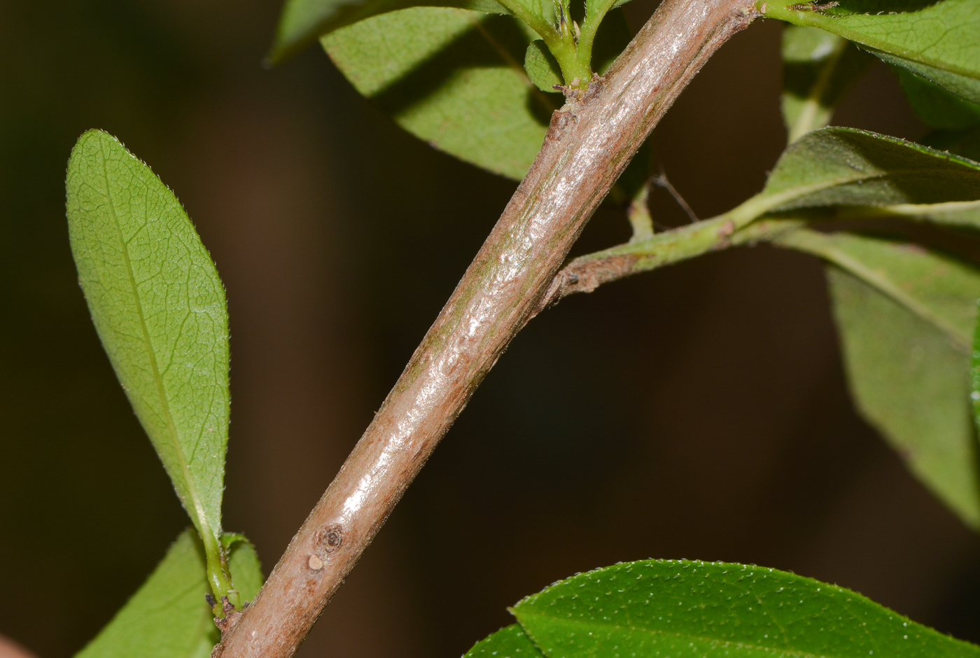 Image of Bourreria ovata specimen.