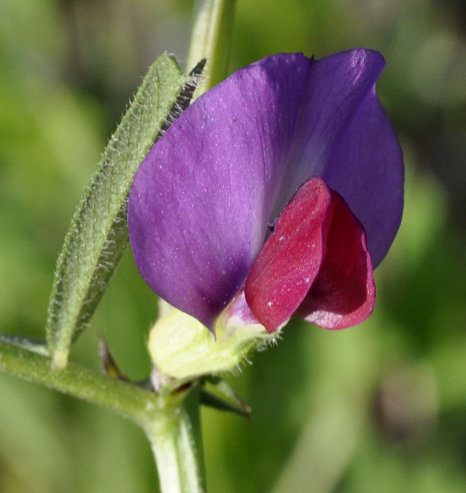 Image of Vicia sativa specimen.