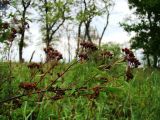 Spiraea hypericifolia. Верхушка ветви с плодами. Самарская обл., окр. г. Жигулёвск, склон горы Могутова, каменистая степь на карбонатном субстрате. 20 июля 2015 г.