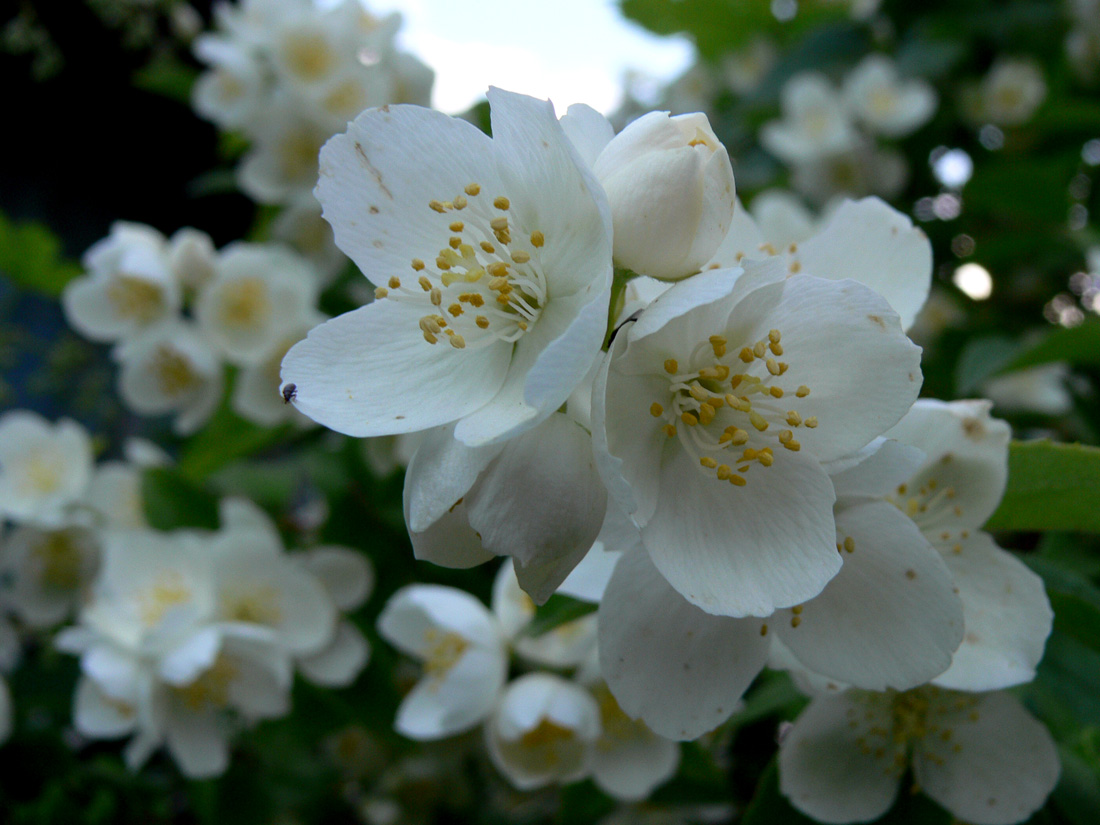 Image of Philadelphus coronarius specimen.