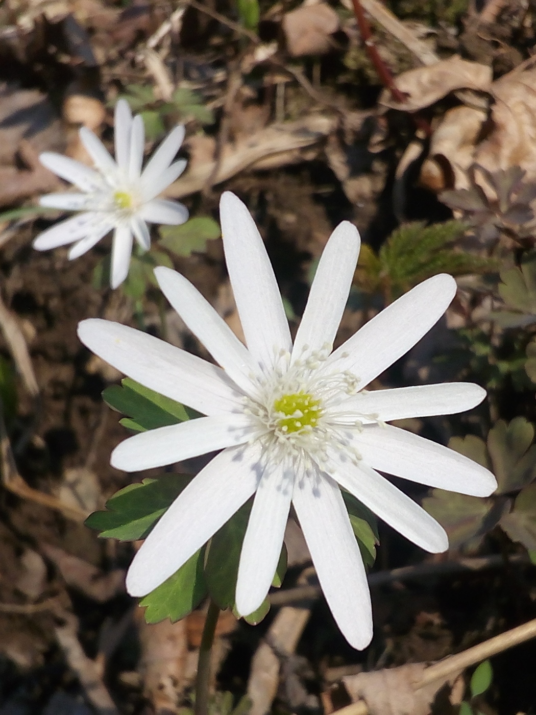 Изображение особи Anemone raddeana.