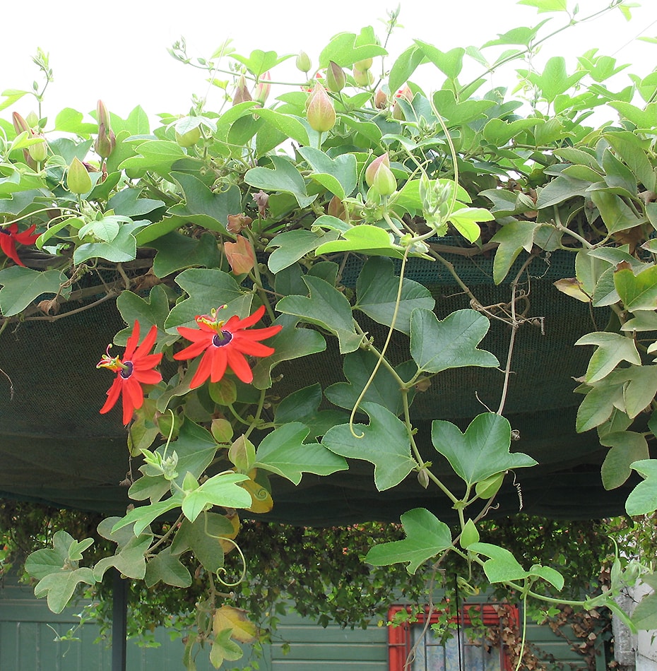 Image of Passiflora manicata specimen.