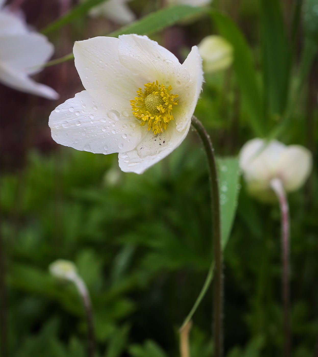 Image of Anemone sylvestris specimen.