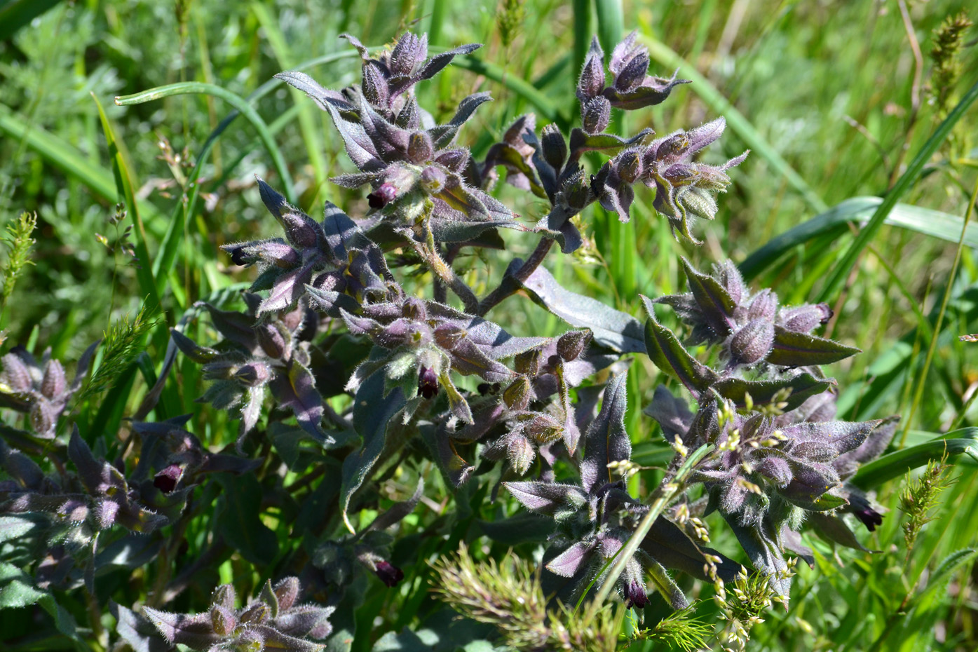 Image of Nonea rossica specimen.