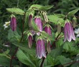 Campanula takesimana