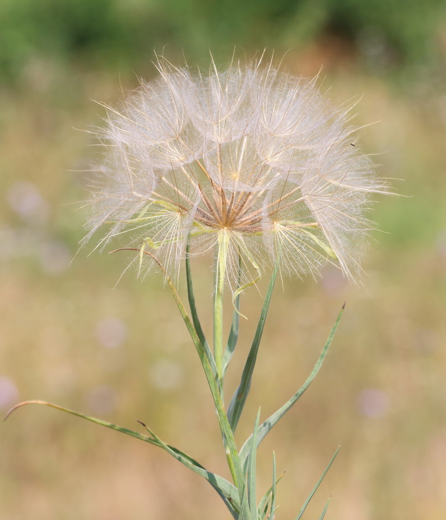 Изображение особи род Tragopogon.