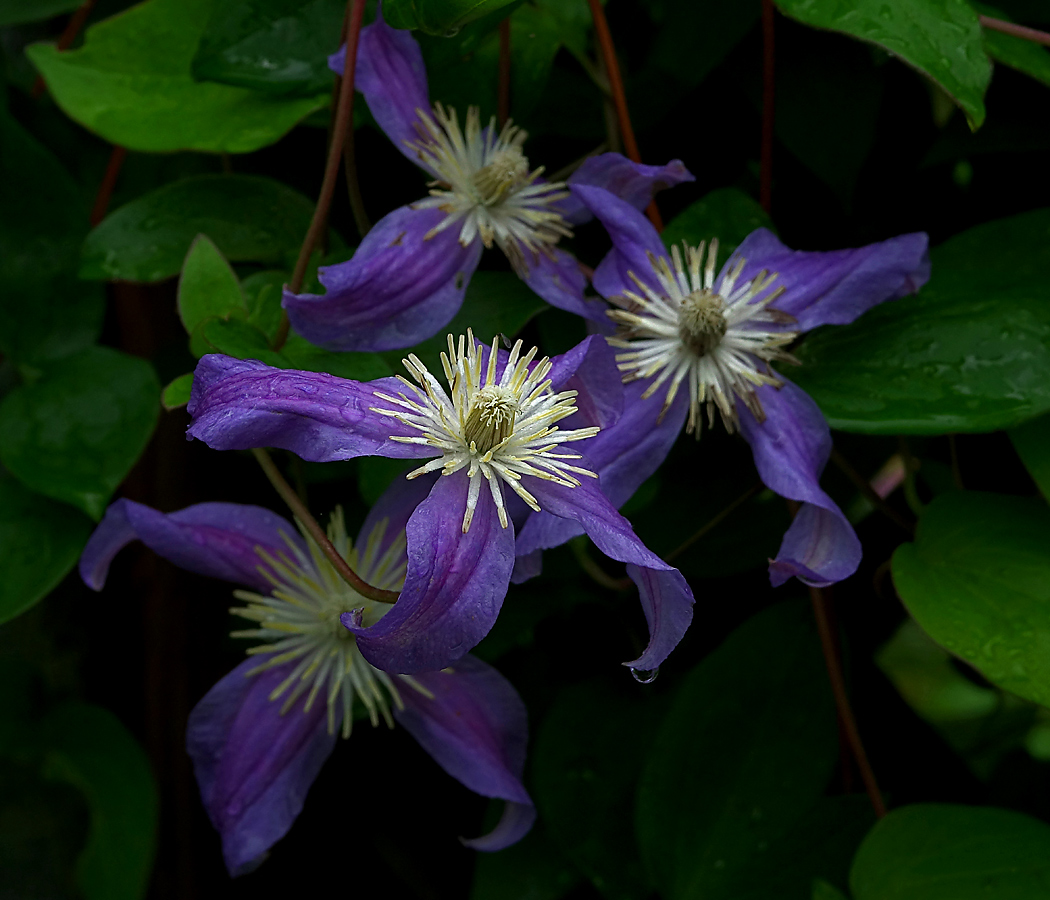 Изображение особи Clematis &times; jackmanii.