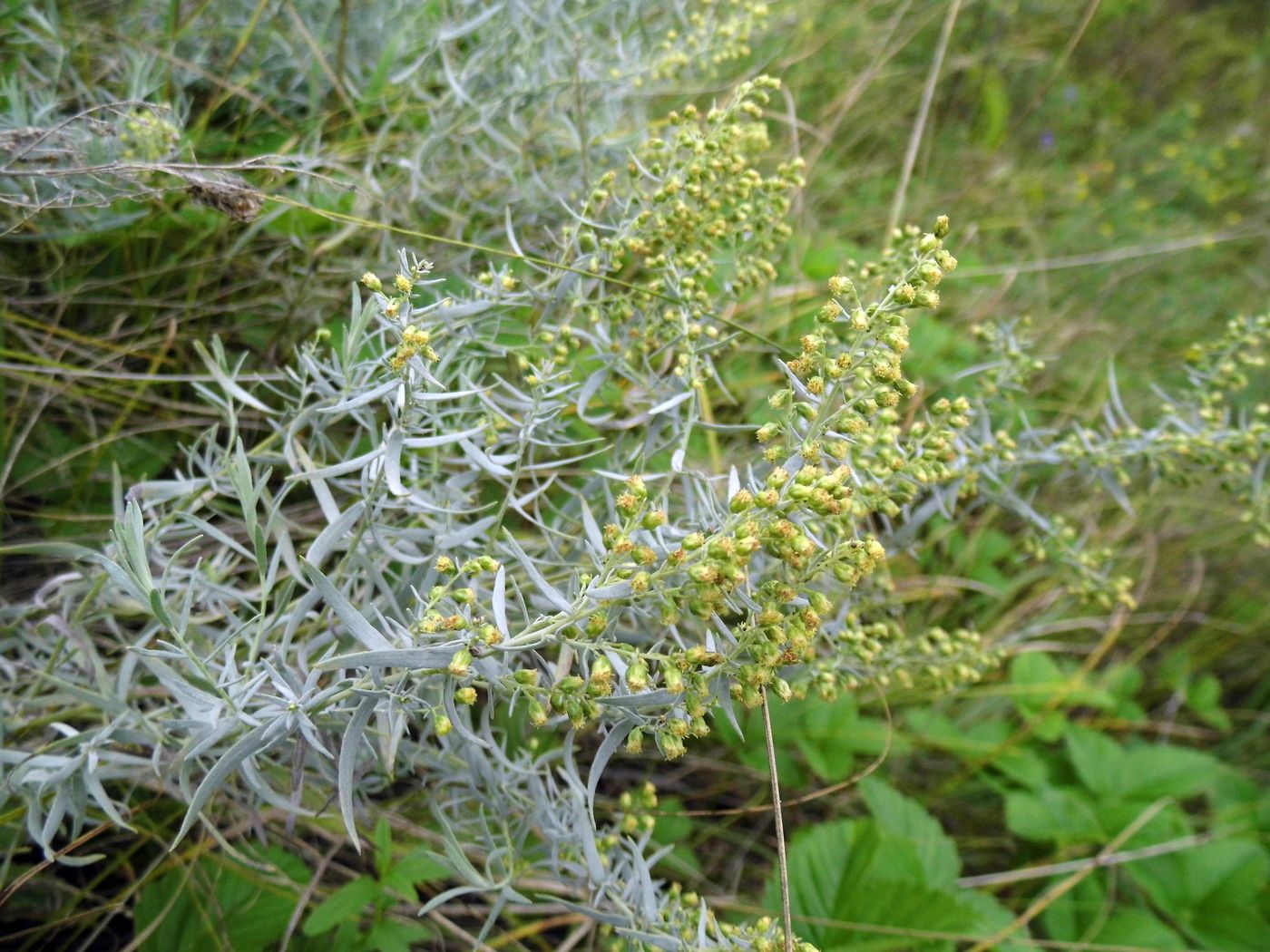 Изображение особи Artemisia glauca.