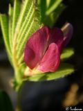 genus Vicia