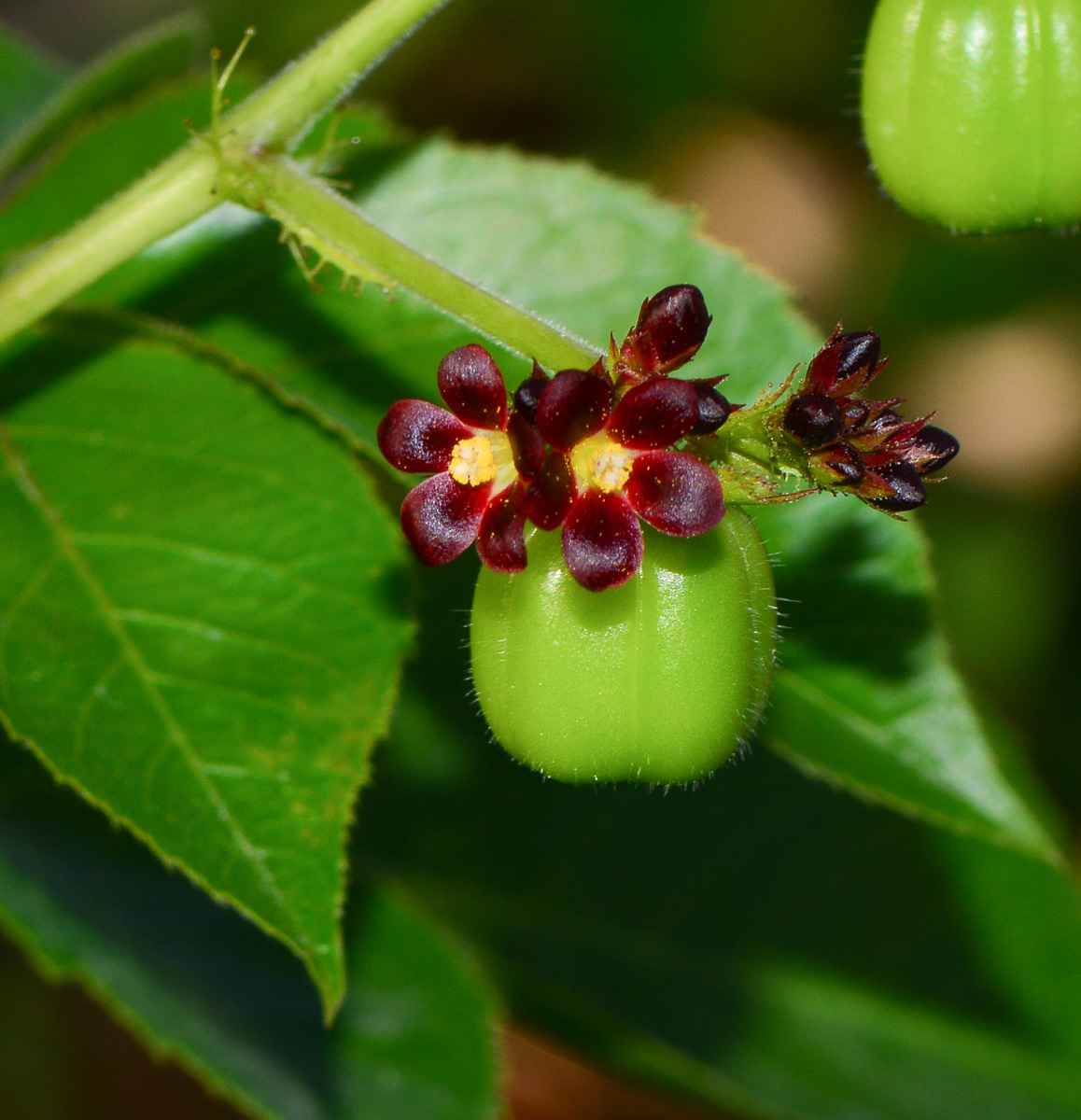 Изображение особи Jatropha gossypiifolia.