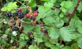 genus Rubus. Верхушка веточки плодоносящего растения. Франция, регион О-де-Франс, департамент Па-де-Кале, г. Аррас, окраина города. Август.