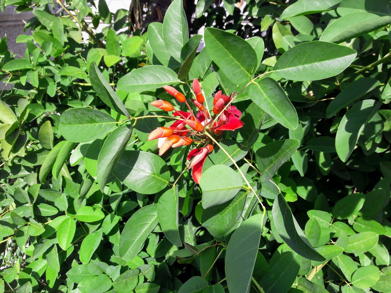 Image of Erythrina crista-galli specimen.