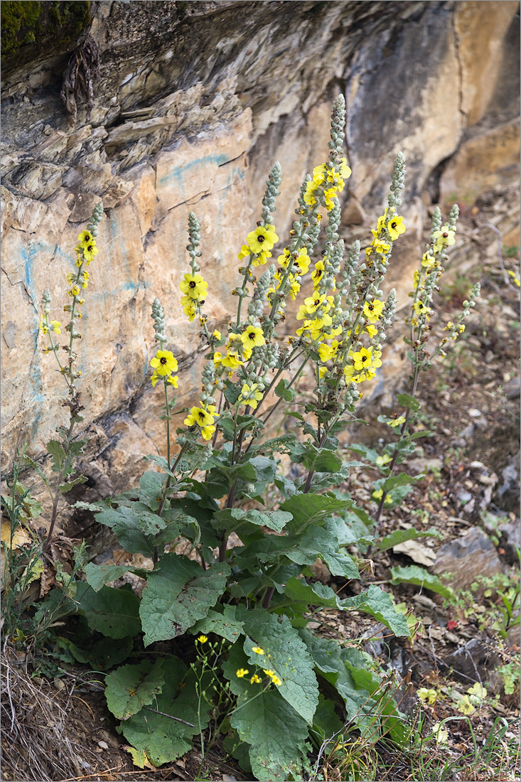 Изображение особи Verbascum formosum.