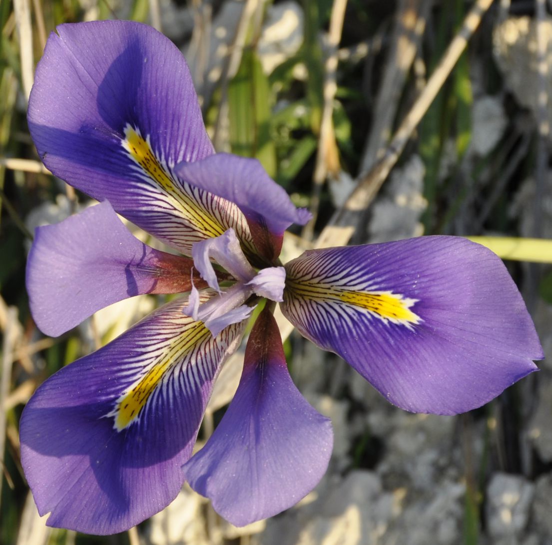 Image of Iris unguicularis ssp. carica specimen.