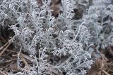 Cladonia rangiferina