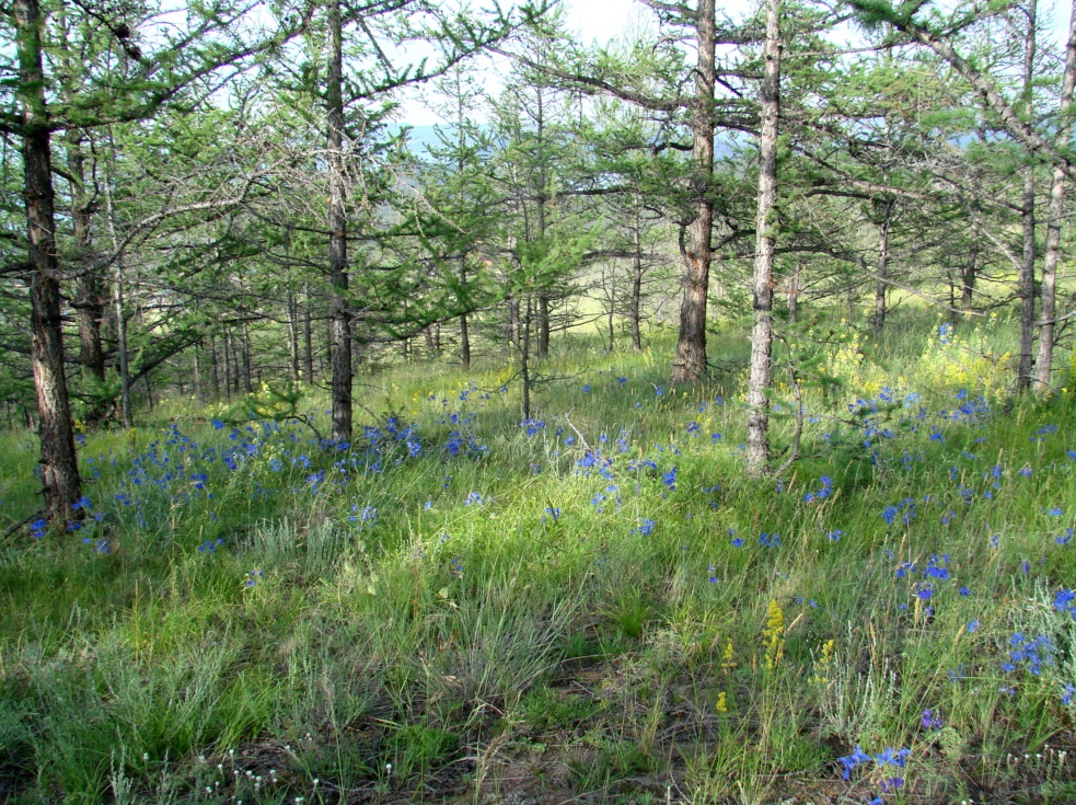 Image of Delphinium grandiflorum specimen.