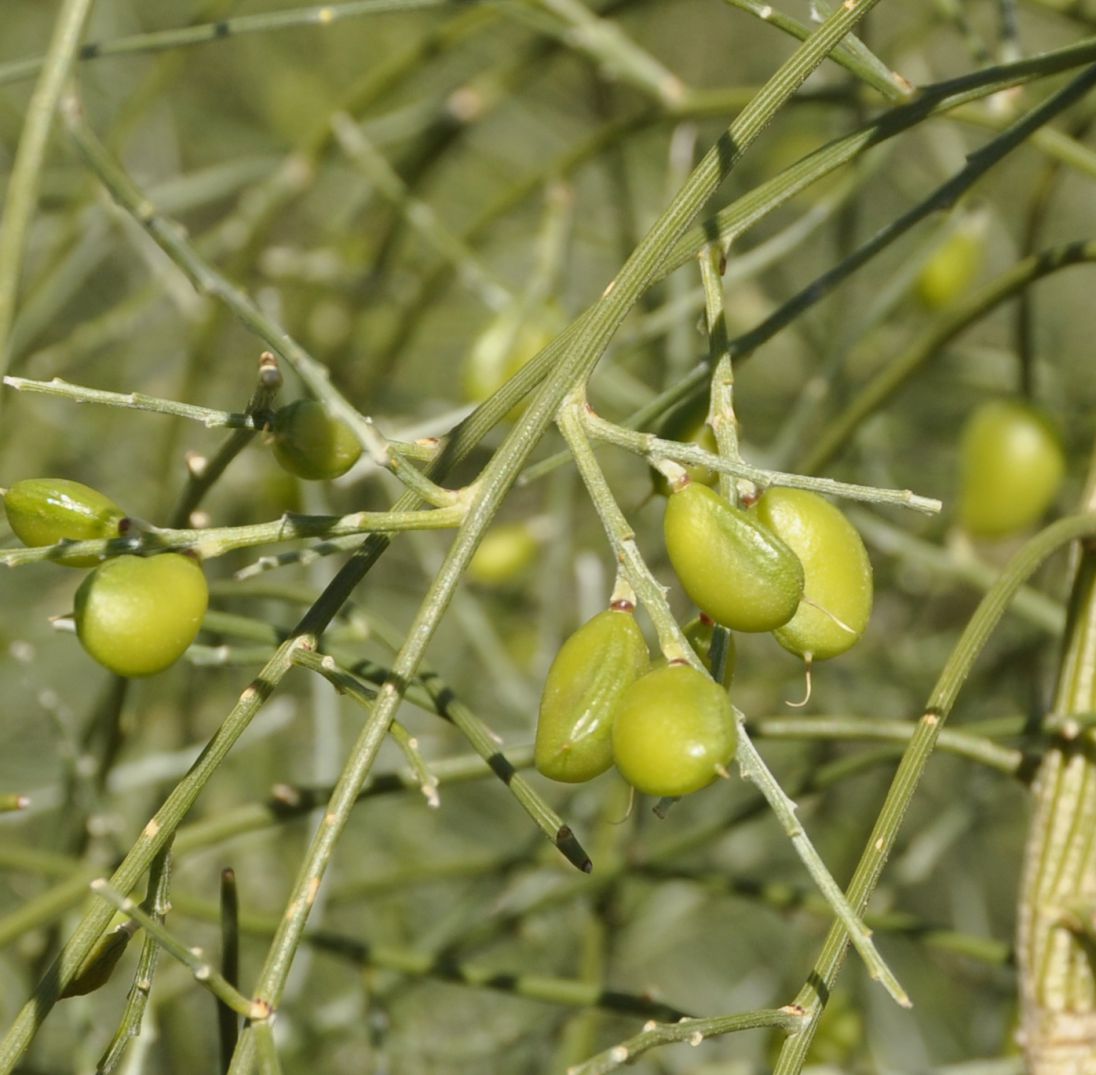 Image of Retama monosperma specimen.