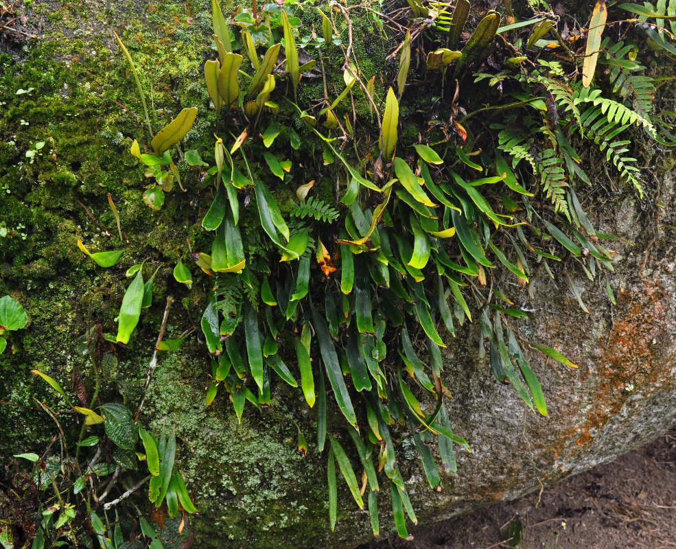 Image of Pyrrosia porosa specimen.