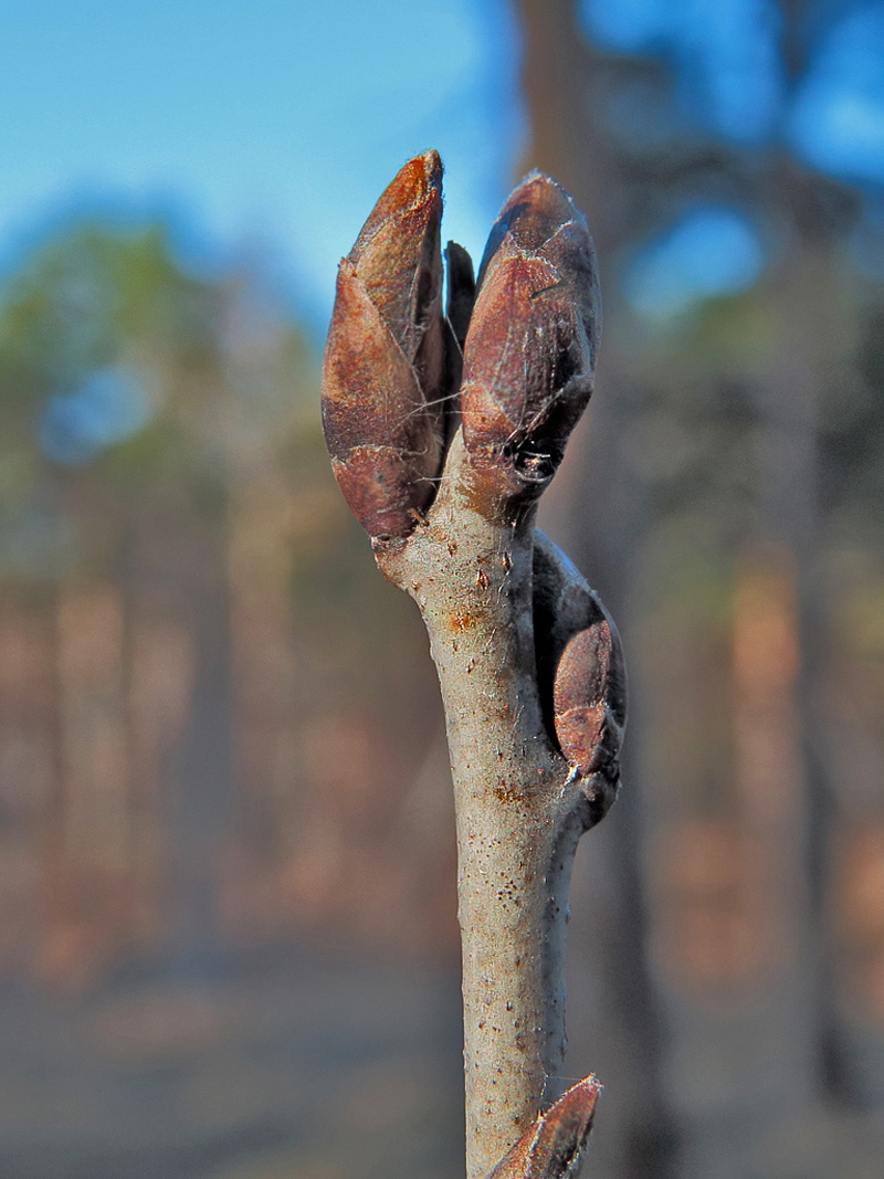 Image of Cerasus fruticosa specimen.