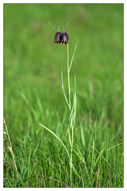 Image of Fritillaria meleagroides specimen.