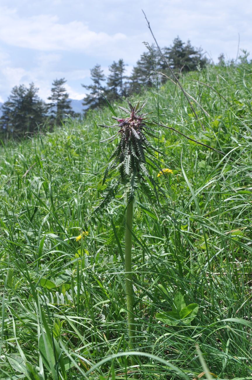 Image of Pedicularis wilhelmsiana specimen.