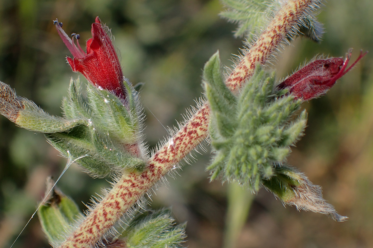 Изображение особи Echium angustifolium.