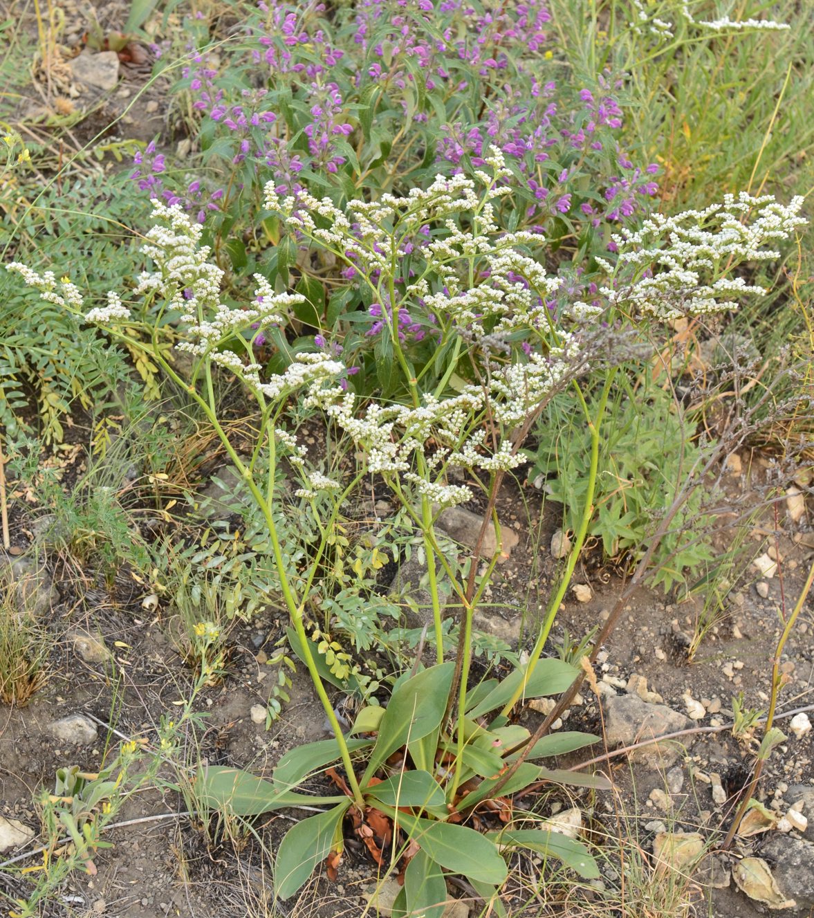 Изображение особи Goniolimon elatum.