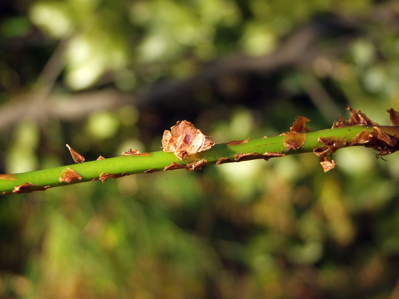 Image of Dryopteris expansa specimen.