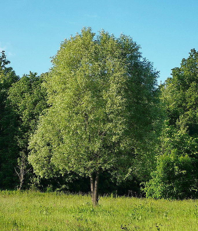 Изображение особи Salix alba.