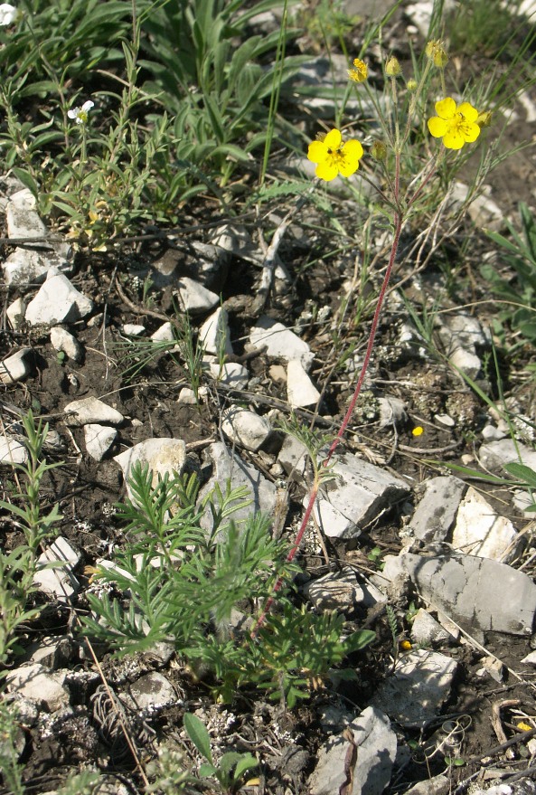 Изображение особи Potentilla eversmanniana.