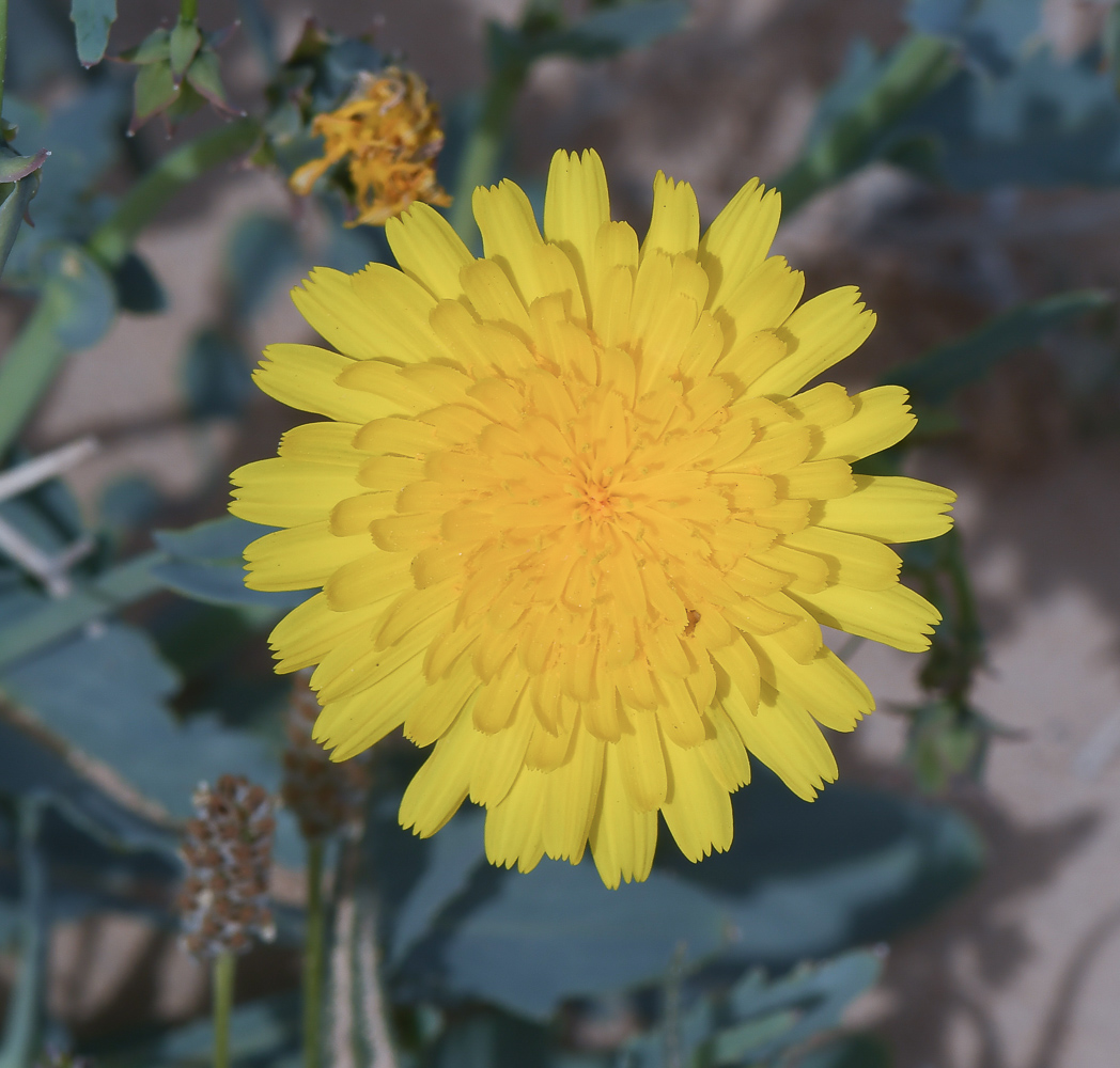 Image of Launaea angustifolia specimen.