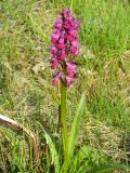 Dactylorhiza подвид georgica