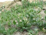 Euclidium syriacum. Цветущее растение. Дагестан, Кумторкалинский р-н, долина р. Шураозень, у небольшой дороги. 25.04.2019.