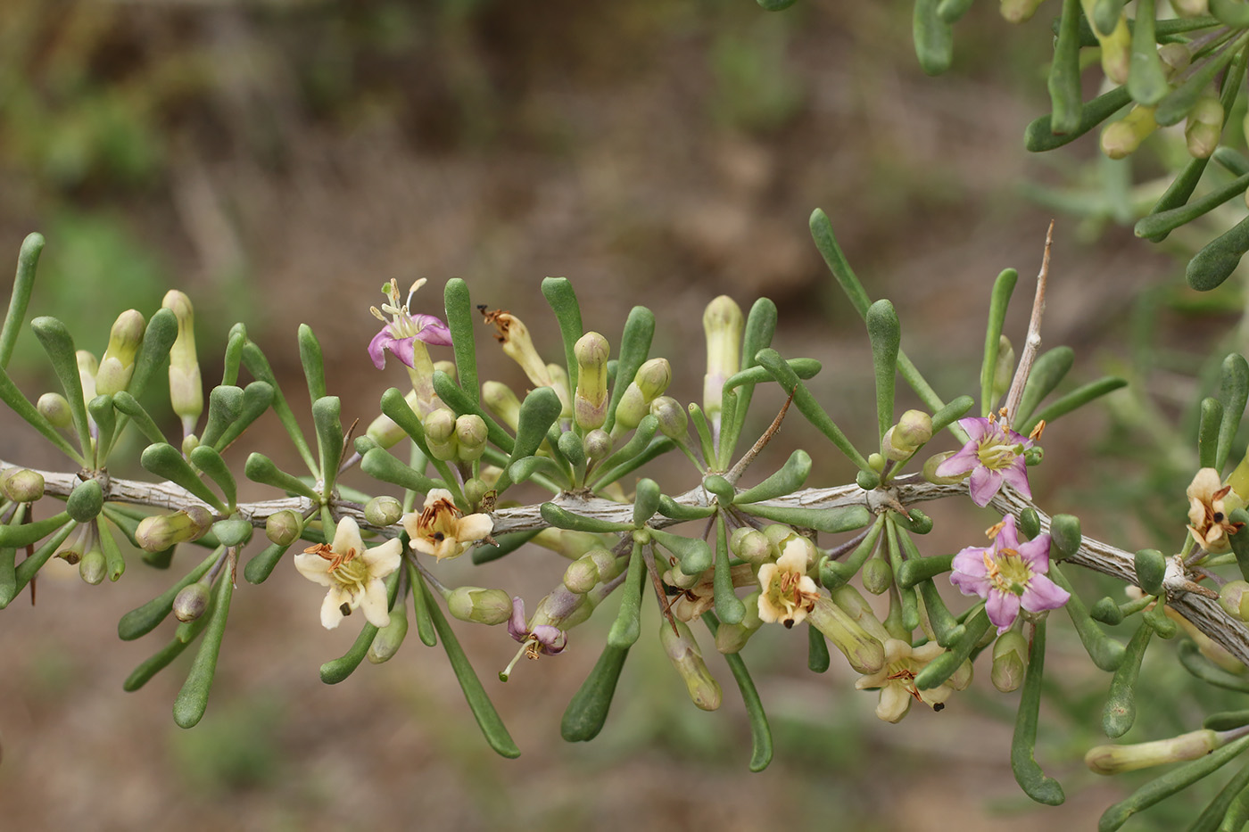 Image of Lycium ruthenicum specimen.