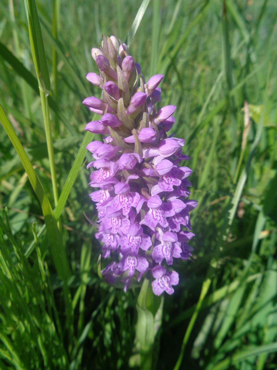 Изображение особи Dactylorhiza baltica.