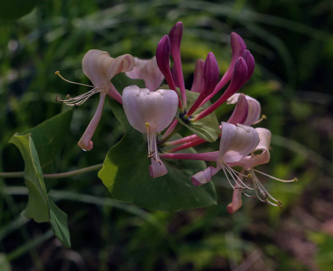 Image of Lonicera caprifolium specimen.