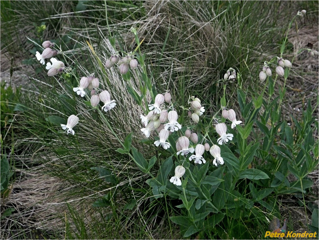 Изображение особи Oberna carpatica.