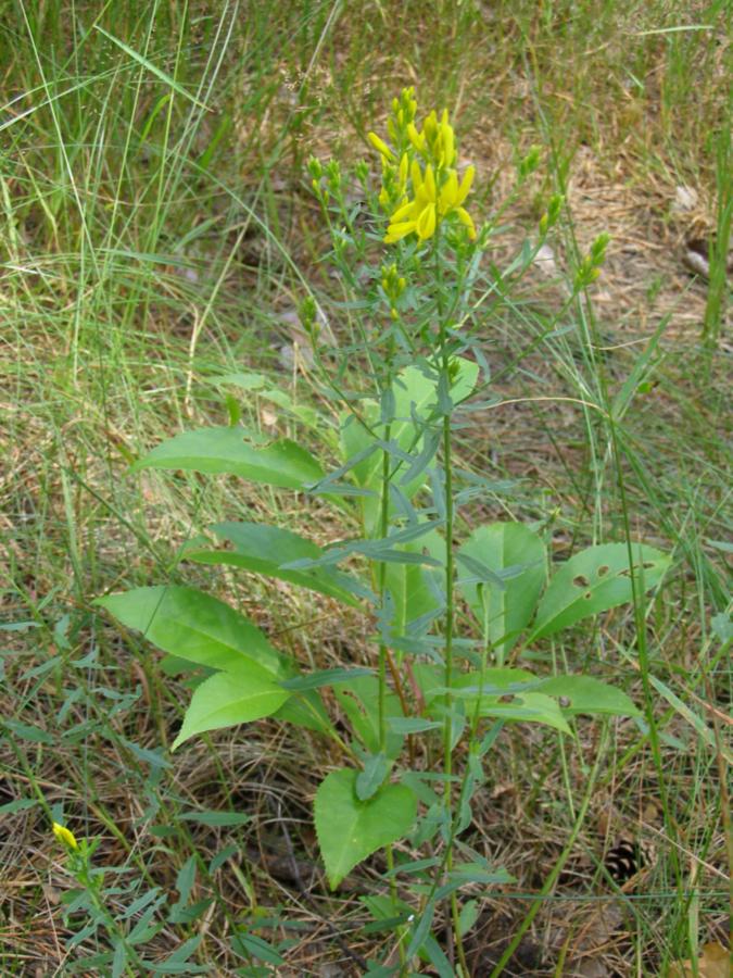 Image of Genista tinctoria specimen.