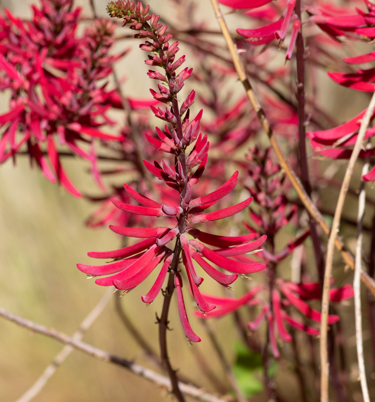 Image of Erythrina herbacea specimen.