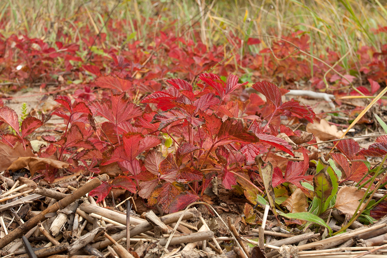 Изображение особи Rubus saxatilis.