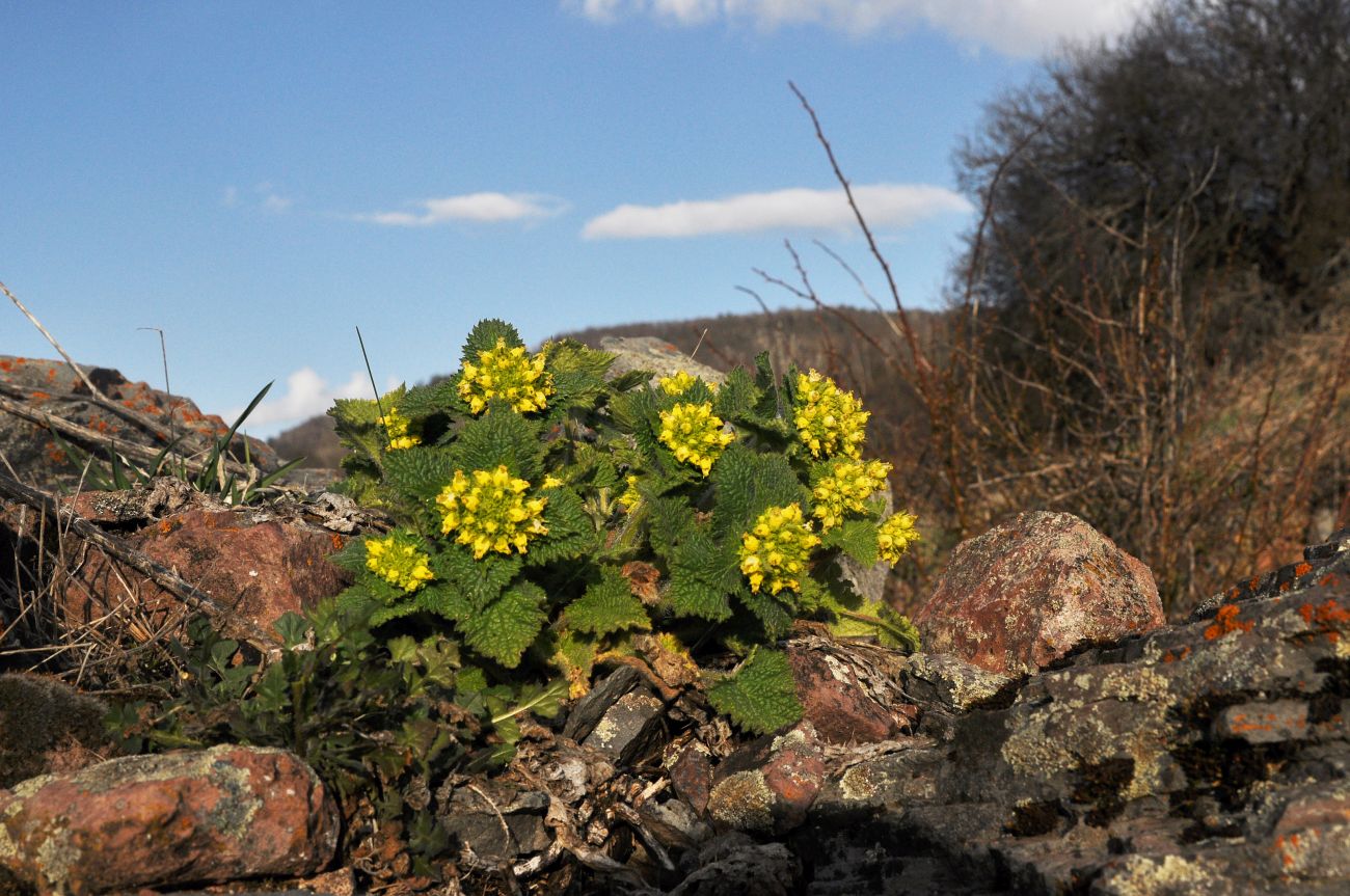 Image of Scrophularia chrysantha specimen.