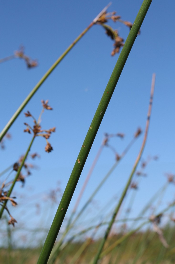 Изображение особи Schoenoplectus lacustris.