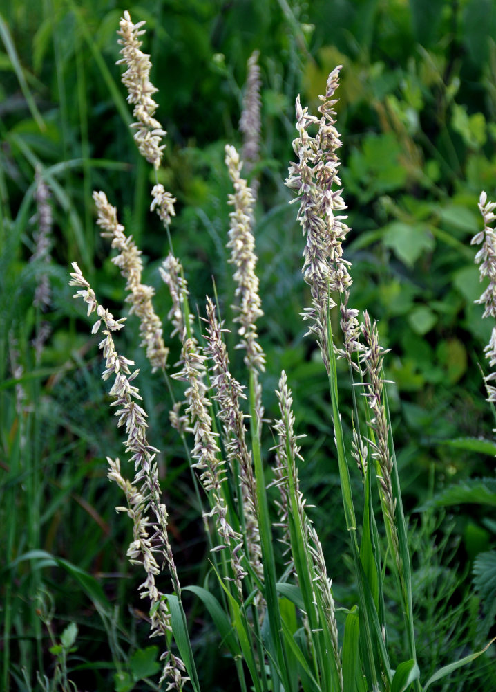 Image of Melica altissima specimen.