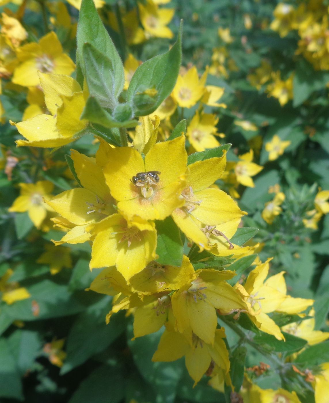 Image of Lysimachia punctata specimen.