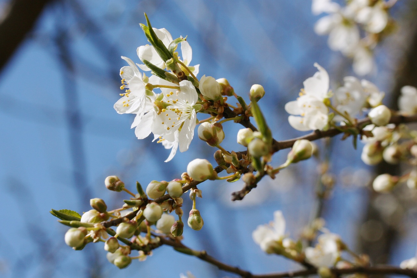 Image of Prunus domestica specimen.