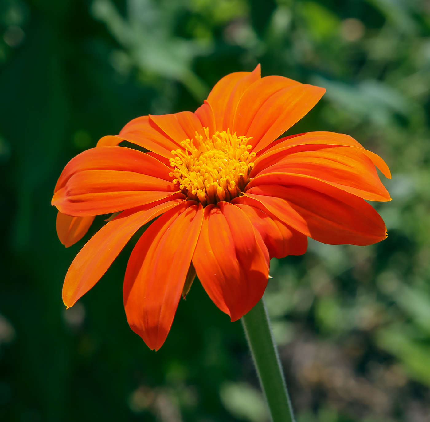 Изображение особи Tithonia rotundifolia.