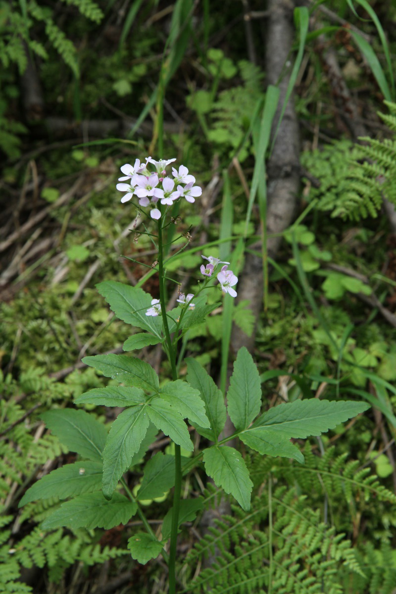 Image of Cardamine macrophylla specimen.